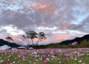 桃園花彩節2024石秀灣秘境遊湖賞花海 奇蹟綻放耀眼登場！