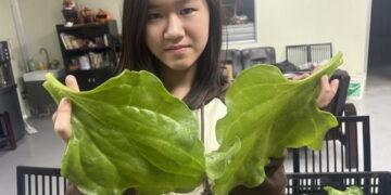 影音/高經濟當紅蔬菜 農場種出巨無霸冰花