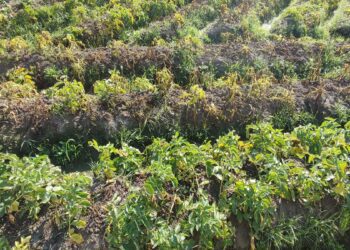 氣候冷涼潮濕　臺中農改場籲請農友加強防治馬鈴薯晚疫病