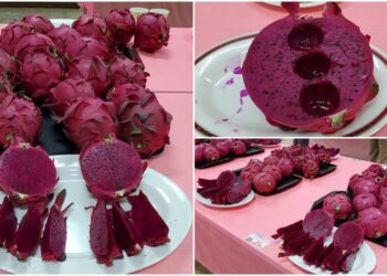 蘭陽紅龍果品質評鑑 紅肉組冠軍張深井 甜王組第一名林蒼碧