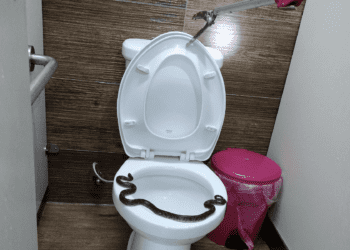 無毒紅斑蛇現身新北櫻花公園 動保員現場救援讓民眾驚嚇不已