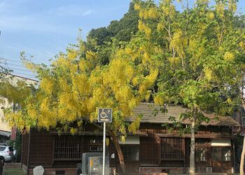 嘉義阿勃勒盛開　最美賞花點大公開