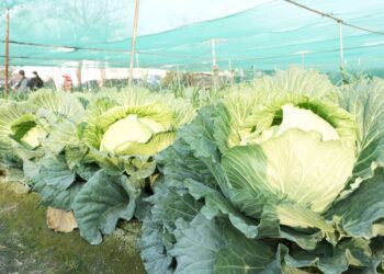 機車載不下!　二崙農民種出「巨無霸高麗菜」迎春豐收