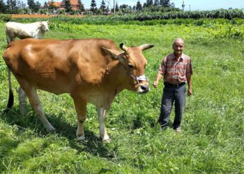為保存彰化特有海牛採蚵文化　縣長王惠美拜訪芳苑養牛達人