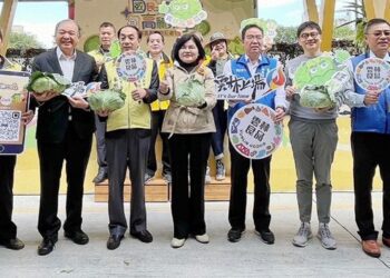 雲林高麗菜上市  國民天菜好食光