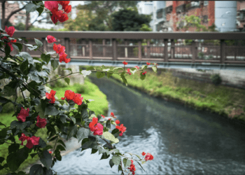 雙和水域大復甦 瓦磘溝魚群激增 綠意盎然重現生機