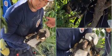 影音/馬太鞍堰塞湖崩壩災難 0927救獲受困樹上的小貓咪