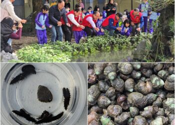 推動螢火蟲復育　五結野放千隻黃緣螢幼蟲