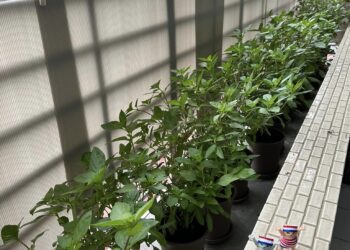 鑄鐵鍋社團人才輩出 自家種菜好收成