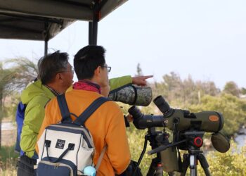 2025布袋候鳥季登場　候鳥經濟帶動生態與社區共存