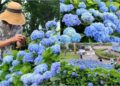 影音/石牌縣界公園萬朵繡球花盛開 金面大觀與虎字碑更顯壯麗