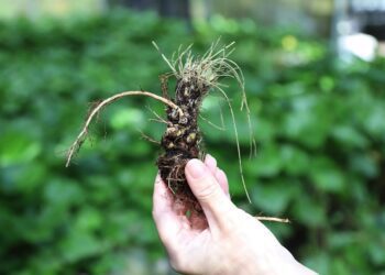 阿里山「哇沙米」中低海拔成功復育　可望重啟山葵產業