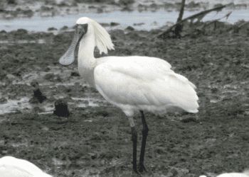 「國際大使」來作客 黑面琵鷺現蹤五股濕地