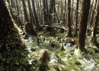 體驗「寂靜山徑」 「玩聲音，聽世界｜森林解憂一日之旅」即起開放報名