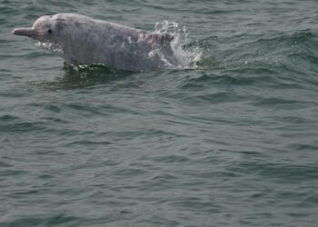 影音/首屆白海豚守護表揚大會　受獎漁民分享目擊經驗