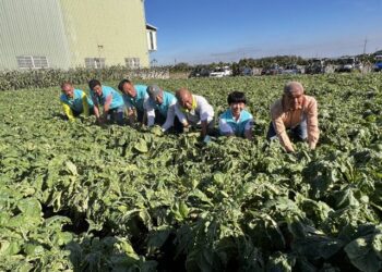 影音/112年田尾鄉客家蘿蔔節　12/9登場