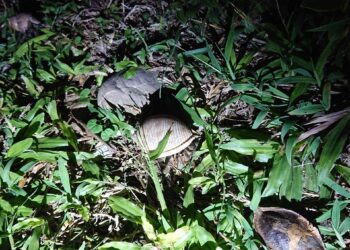 體會東海岸自然魅力 「夜訪小野柳」4月起熱鬧登場