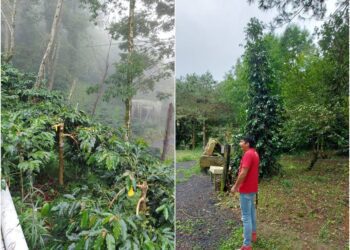 雲嘉小調∕阿里山飄仙氣　各國咖啡樹大集合