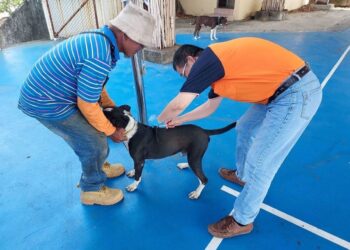 時隔7年屏東再現白鼻心狂犬病　飼養犬貓應打疫苗違者最高罰15萬