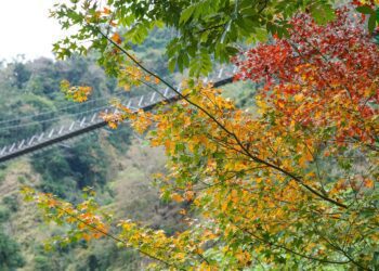 阿里山鄉賞楓二日遊攻略 豐山村與來吉部落深度體驗