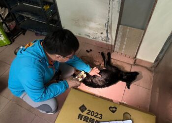 民眾懷疑犬隻遭虐投訴　嘉縣家畜所法辦飼主