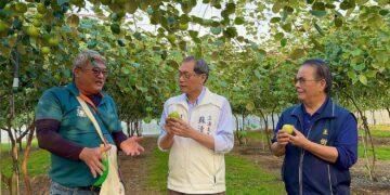 高樹蜜棗開採　蘇清泉赴產地關心收成、力挺棗農