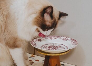 犬貓友善品牌「ATELIER ZAZA 紮紮工坊」推出多款精緻毛孩用品　華麗外型颳起萌寵界復古宮廷風