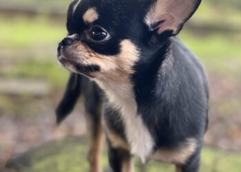 全臺萌噠GOGO RUN狗與鹿路跑  11/4蘆堤寵物公園登場