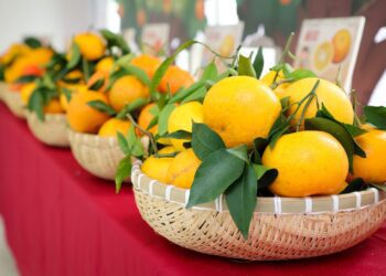 大吉大利迎新春　頭城黃金茂谷暨桶柑上市