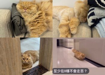 網友曝「自家小貓奇妙怪癖」又愛又恨　引貓奴共鳴：我家也是!