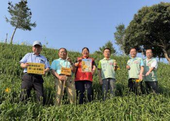 逢白沙屯媽祖繞境起駕日 虎山巖金針花16朵首日花創紀錄