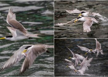 影音/這裡有鳥事/鳳頭燕鷗再現頭城大溪 獵食本領令人驚嘆