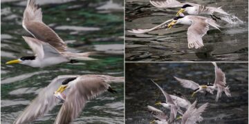 影音/這裡有鳥事/鳳頭燕鷗再現頭城大溪 獵食本領令人驚嘆