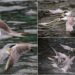 影音/這裡有鳥事/鳳頭燕鷗再現頭城大溪 獵食本領令人驚嘆
