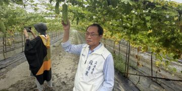豪雨重創南州苦瓜園　蘇清泉籲從寬認定補償