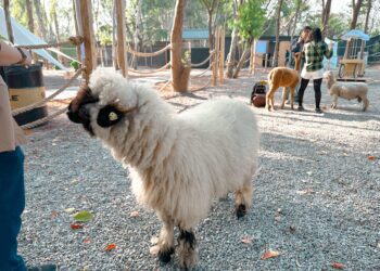 兒童節連假去哪遛小孩　來嘉義親近大自然拒絕3C