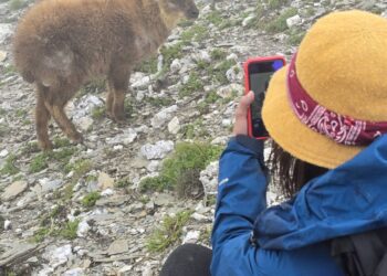 奇萊北峰長鬃山羊不怕人 山友驚喜拍照