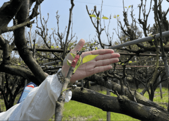 關鍵補助開跑 新北高接梨穗農損核定 4月2日前把握申請救助金