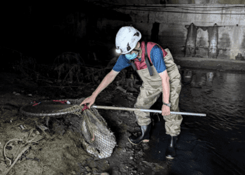 白鴨墜落樹林大排水溝 新北動保處深入涵洞驚險救援