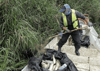新店溪驚現大量死魚 雙北啟動應變機制 聯合清除逾14公噸