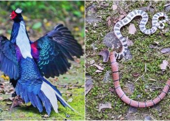 用鏡頭看鳥事∕攝影師拍攝生態遇強震　鳥驚蛇現全入鏡