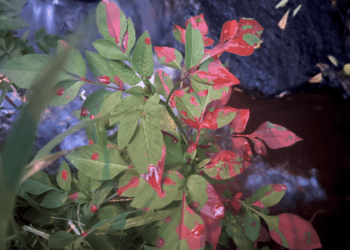 大窠溪驚現紅色污染 非法染整廠遭環保局重罰