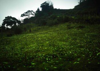 2026螢光奇緣　跟著「獨角龍豆豆&豆比」走進嘉義縣