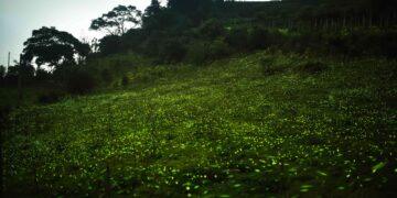 2026螢光奇緣　跟著「獨角龍豆豆&豆比」走進嘉義縣