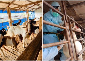 屏東九如養羊場　驗出「人畜共通」布氏桿菌