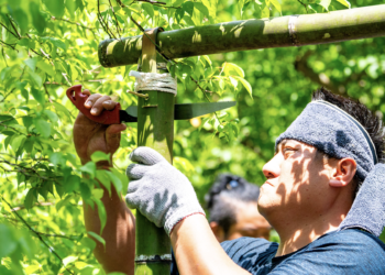 桂竹綠竹大展風華 復興區竹藝造景比賽吸引眾多好手