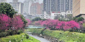 汐止文化櫻花季開跑！2/22 前藝術燈光點亮溪畔 夢幻「溪澗夜櫻」美不勝收