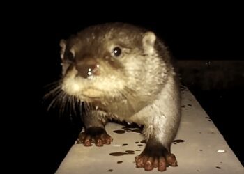 與水獺共存!金門縣政府打造水獺友善社區