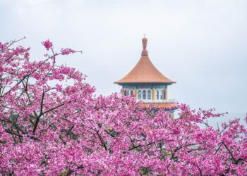 粉色浪潮襲捲淡水、三芝　將捷金鬱金香酒店推限定「春季住房專案」專人帶隊賞櫻去