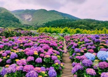 季節限定「繡球花」來了！ 賞花專車來回接駁 大地酒店帶您探索花海之美